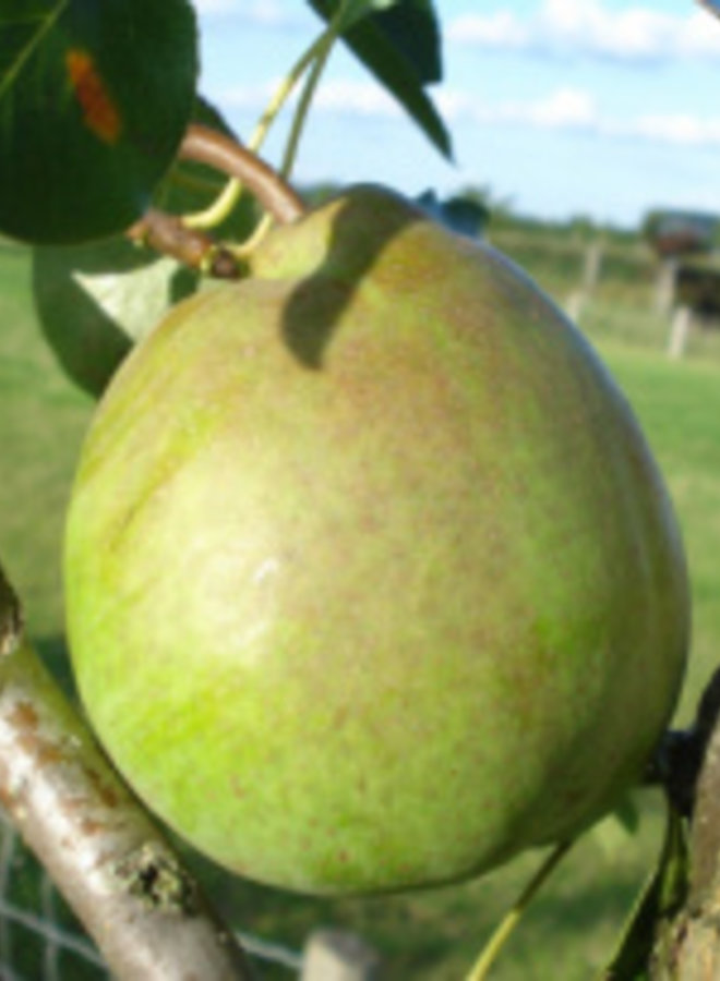 Perenboom | Pyrus communis Beurre Alexandre Lucas