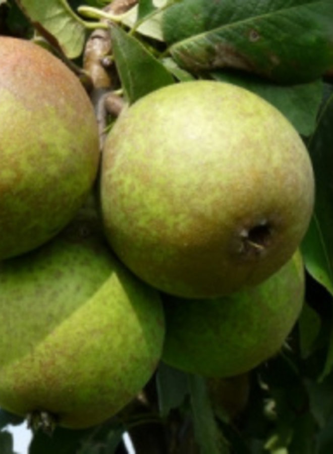 Perenboom | Pyrus communis Charneux