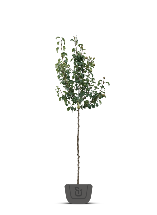 Perenboom | Pyrus communis Clara Frijs