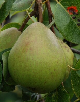 Perenboom | Pyrus communis Clara Frijs