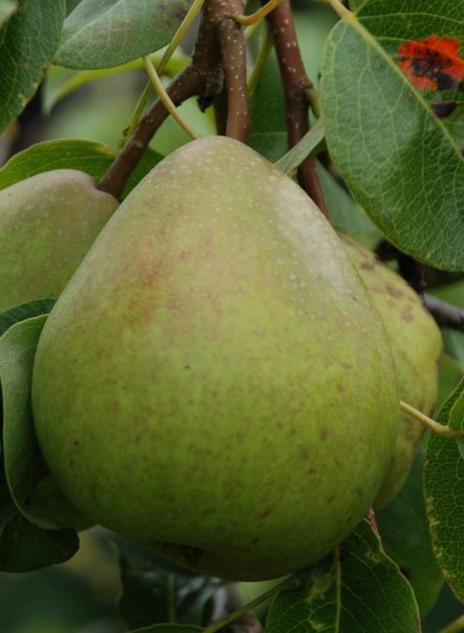 Perenboom | Pyrus communis Clara Frijs