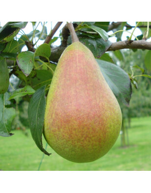 Perenboom | Pyrus communis Clapp's Favourite