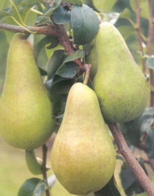 Perenboom | Pyrus communis Concorde