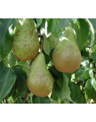 Perenboom | Pyrus communis Conference