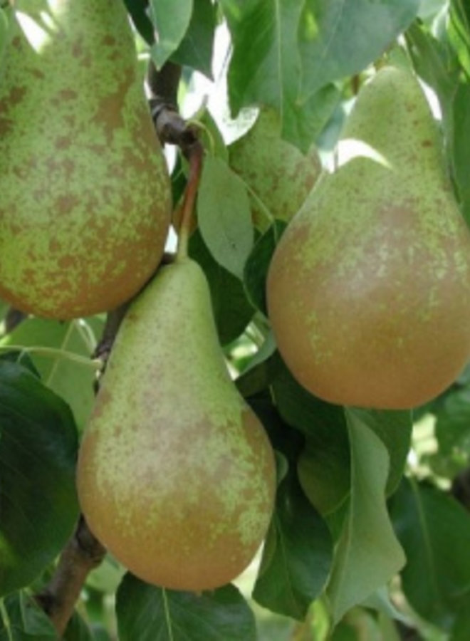 Perenboom | Pyrus communis Conference