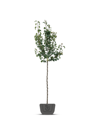 Perenboom | Pyrus communis Gieser Wildeman