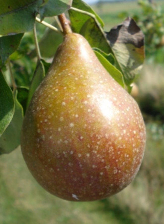 Perenboom | Pyrus communis Gieser Wildeman