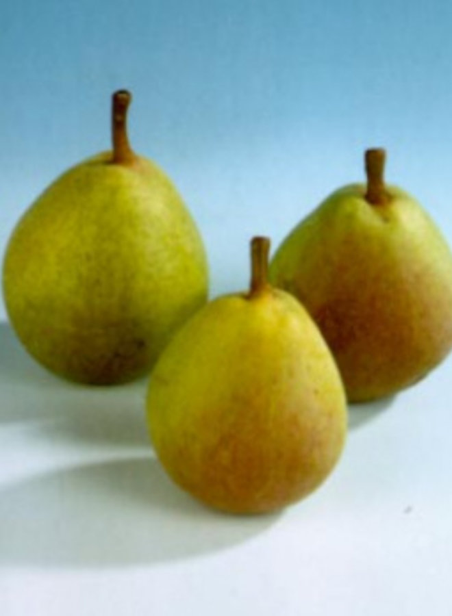 Perenboom | Pyrus communis Kruidenier