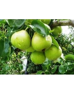 Perenboom | Pyrus communis Noordhollandse Suikerpeer