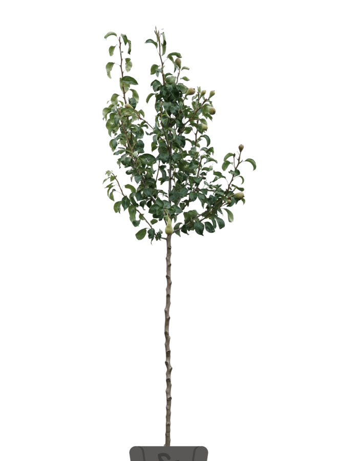 Perenboom | Pyrus communis Saint Remy