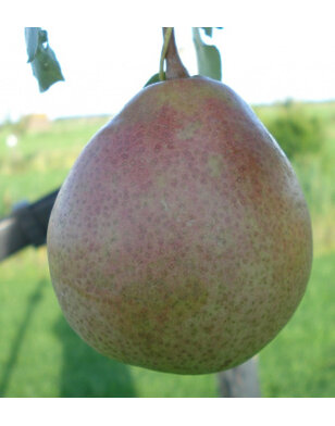Perenboom | Pyrus communis Saint Remy