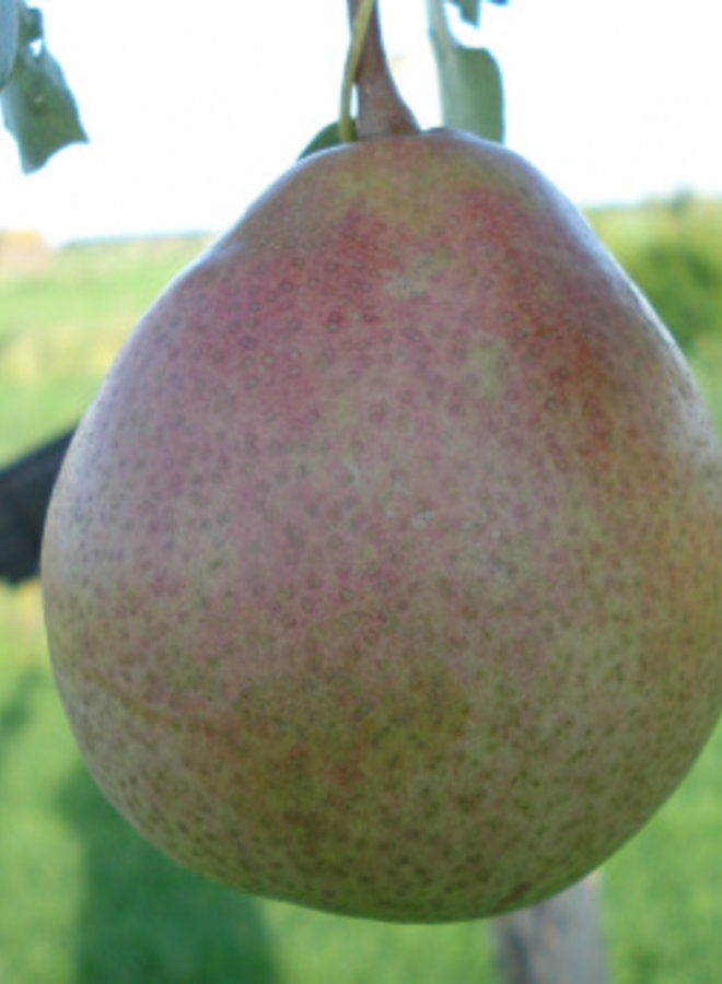 Perenboom | Pyrus communis Saint Remy