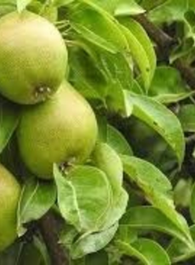 Perenboom | Pyrus communis Supertrevoux