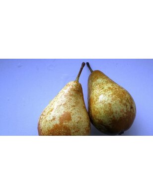 Perenboom | Pyrus communis Triomphe de Vienne