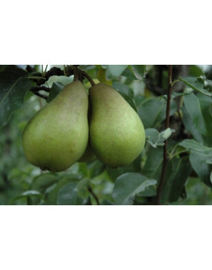 Perenboom | Pyrus communis Verdi