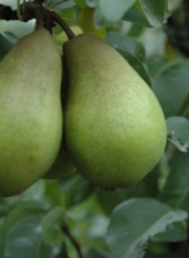 Perenboom | Pyrus communis Verdi