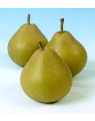 Perenboom | Pyrus communis Welleman