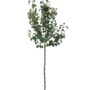 Perenboom | Pyrus communis Zoete Brederode