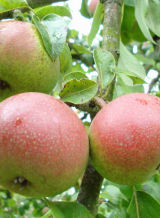 Perenboom | Pyrus communis Zoete Brederode