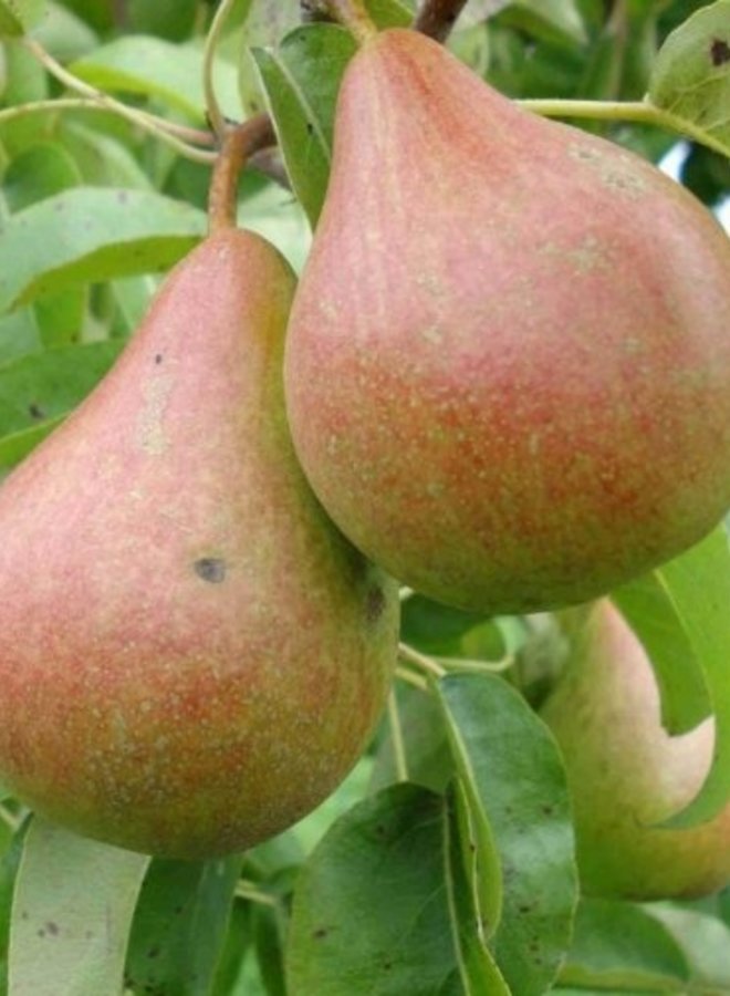 Perenboom | Pyrus communis Zwijndrechtse Wijnpeer