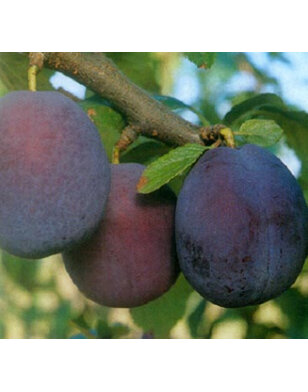 Pruimenboom | Prunus domestica Belle de Louvain