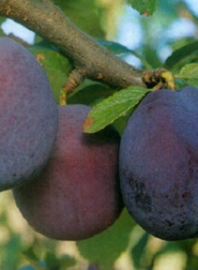 Pruimenboom | Prunus domestica Belle de Louvain
