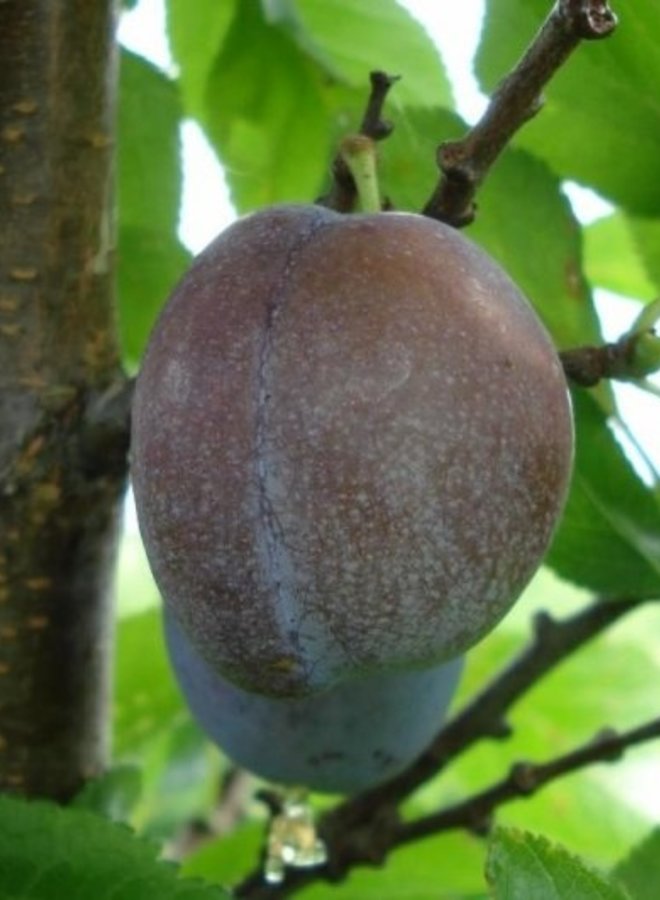 Pruimenboom | Prunus domestica Bleue de Belgique