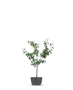 Pruimenboom | Prunus domestica Czar