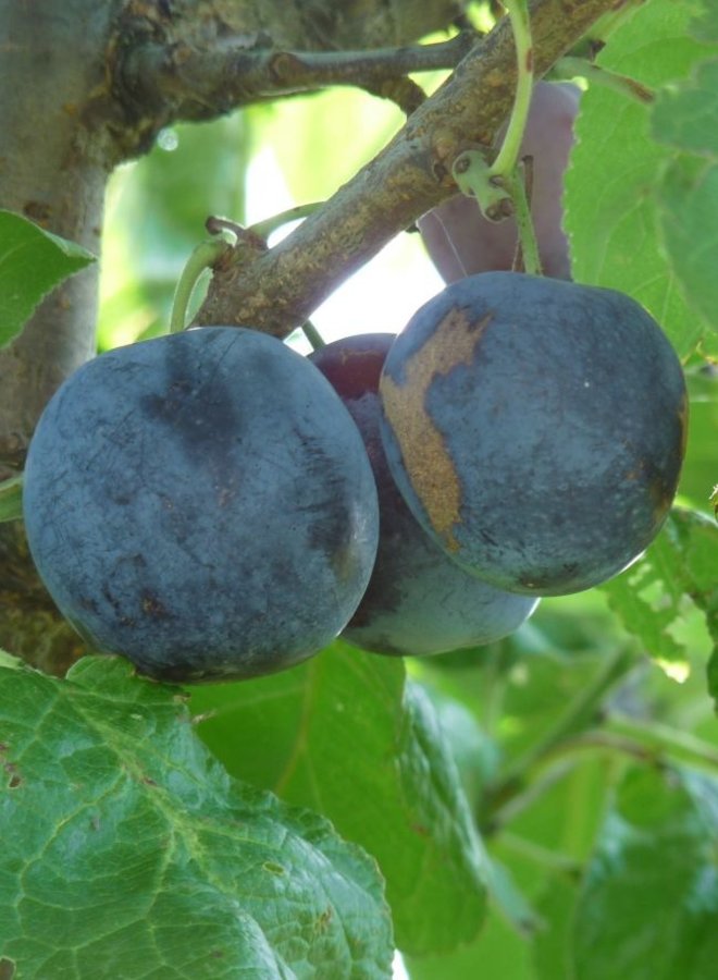 Pruimenboom | Prunus domestica Czar