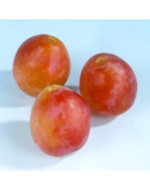 Pruimenboom | Prunus domestica Early Laxton