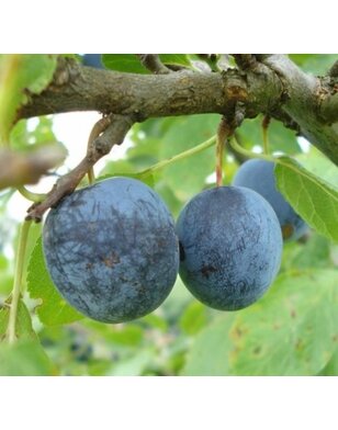 Pruimenboom | Prunus domestica Early Prolific