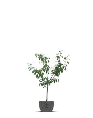 Pruimenboom | Prunus domestica Jubileum