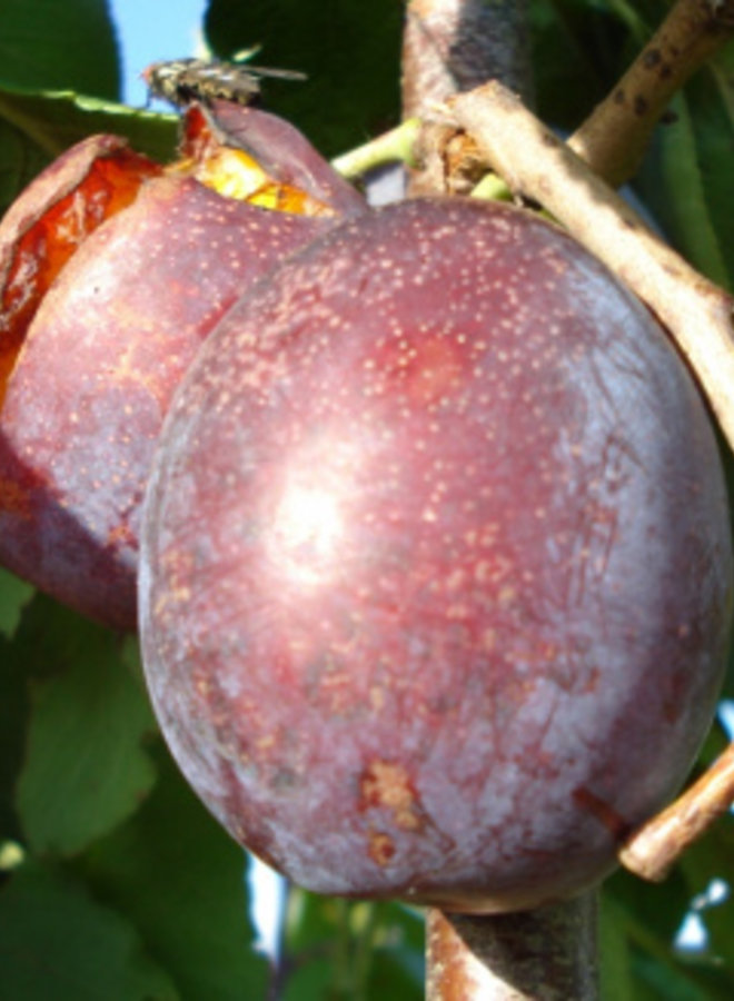 Pruimenboom | Prunus domestica Jubileum