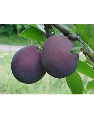 Pruimenboom | Prunus domestica Monsieur Hatif