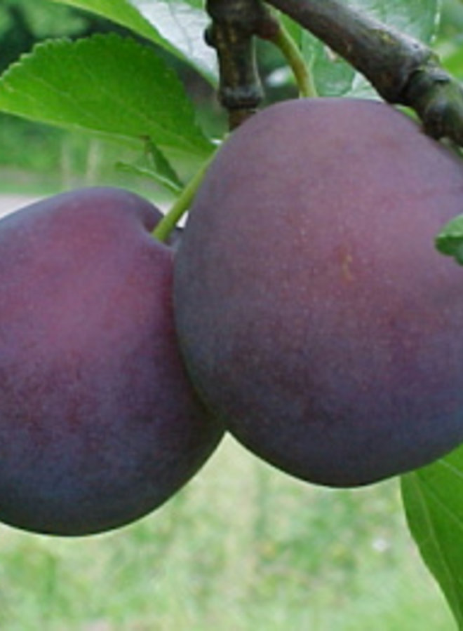 Pruimenboom | Prunus domestica Monsieur Hatif