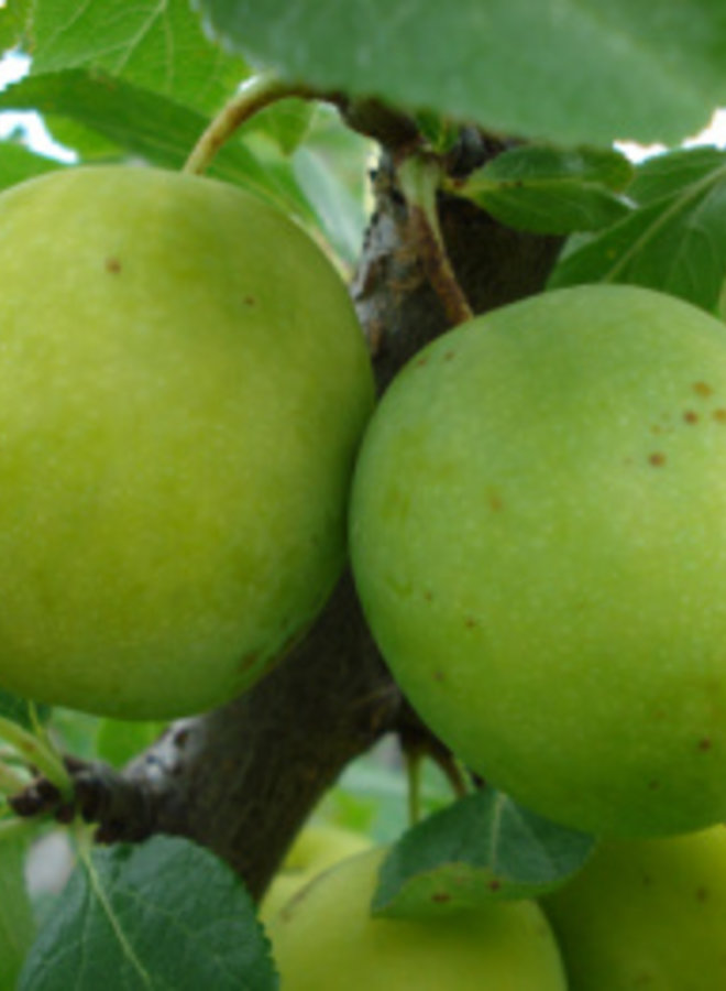 Pruimenboom | Prunus domestica Ontario