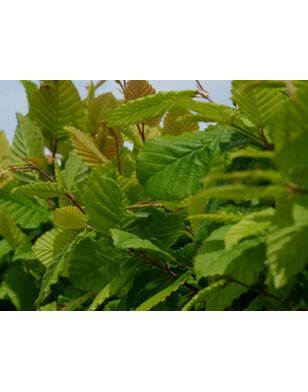 Lei haagbeuk | Carpinus betulus | leibeuk