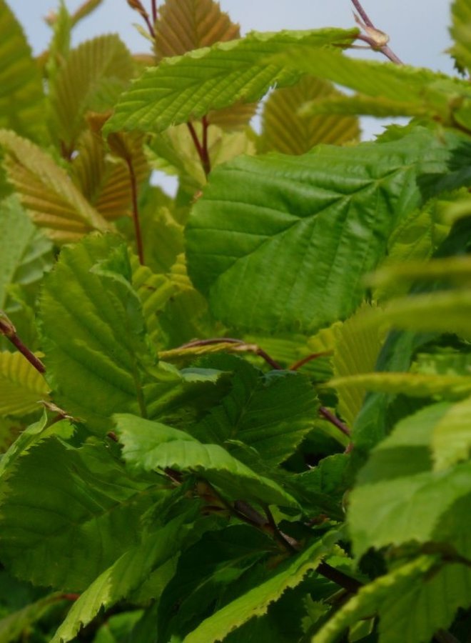 Leihaagbeuk | Carpinus betulus | leibeuk