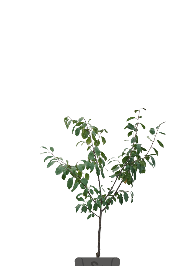 Pruimenboom | Prunus domestica Opal