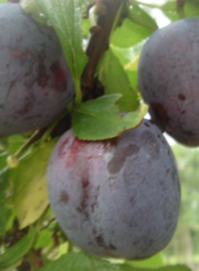 Pruimenboom | Prunus domestica Opal