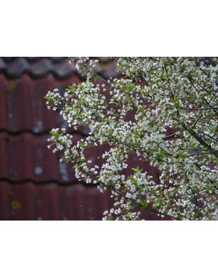 Bolkers | Prunus eminensis Umbraculifera | bolboom