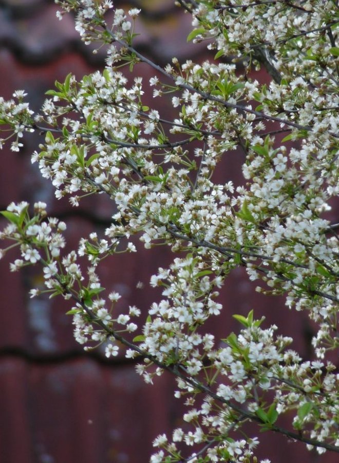 Bolkers | Prunus eminensis Umbraculifera | bolboom