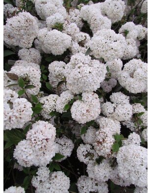 Sneeuwbal | Viburnum tinus op stam