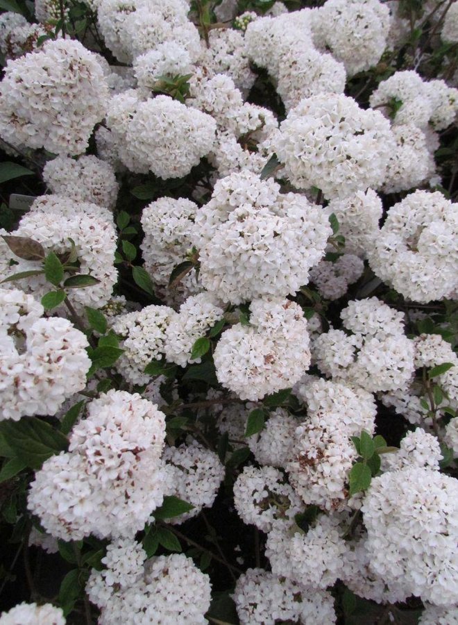 Sneeuwbal | Viburnum tinus op stam