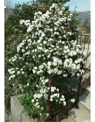 Sneeuwbal | Viburnum tinus op stam