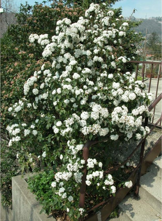 Sneeuwbal | Viburnum tinus op stam