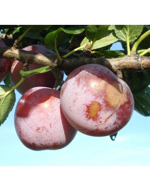 Pruimenboom | Prunus dom. Reine Claude d' Althan