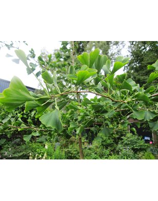 Japanse notenboom | Ginkgo biloba Mariken