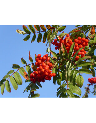 Lijsterbes | Sorbus aucuparia