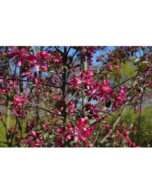 Sierappel | Malus Mokum